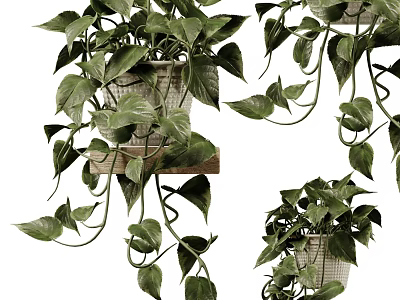 Lush Indoor Potted Plants with Trailing Vines in Wicker Pots on Wooden Shelf 3d model