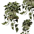 Lush Indoor Potted Plants with Trailing Vines in Wicker Pots on Wooden Shelf