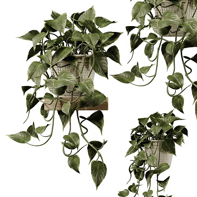 Lush Indoor Potted Plants with Trailing Vines in Wicker Pots on Wooden Shelf 3d model
