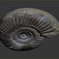 Intricate Spiral Fossil Sculpture With Natural Textured Patterns And Detailed Carving