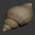 Brown Spiral Conch Shell With Textured Surface On Dark Background Reflection
