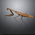 Brown Praying Mantis With Long Legs On Dark Background Close Up View 3d model