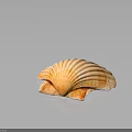 Beautiful Orange And White Mollusk Shell With Intricate Patterns On Dark Surface 3d model