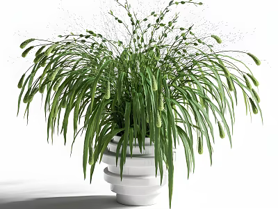 Bonsai Potted Plant With Slender Green Leaves In White Ceramic Pot 3d model