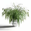 Bonsai Potted Plant With Slender Green Leaves In White Ceramic Pot