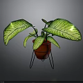 Green Variegated Plant in Red Pot on Black Metal Stand with Striped Leaves
