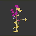 Beautiful Plant With Pink And White Flowers Green Stems Leaves On Dark Background