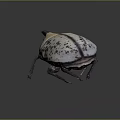 Large Horned Beetle With White Body And Brown Spots On Dark Background