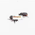 Two Dark Beetles With Shiny Exoskeletons Long Legs And Horned Heads On White Background