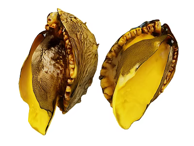 Two Open Aquatic Animal Shells With Textured Exteriors And Bright Yellow Interiors 3d model