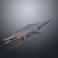 Crocodile Alligator Nile Crocodile carnivore reptile cold-blooded animal reptile 3d model