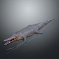 Crocodile Alligator Nile Crocodile carnivore reptile cold-blooded animal reptile reptile 3d model