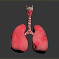 Human Lungs And Trachea 3D Anatomical Model With Detailed Structure 3d model