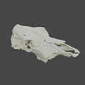 White Animal Skull With Detailed Skeletal Structure On Black Background