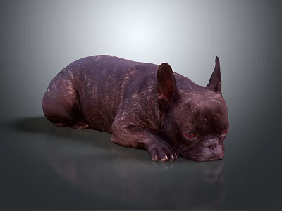 Dark Brown French Bulldog Lying On Smooth Surface With Gray Background 3d model