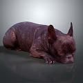 Dark Brown French Bulldog Lying On Smooth Surface With Gray Background