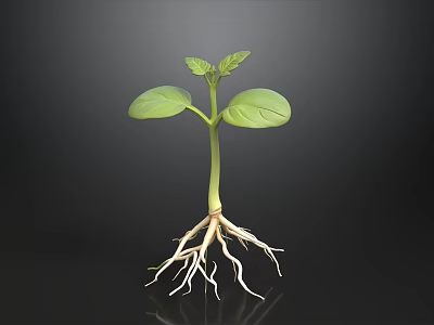 Healthy Young Bamboo Seedling With Visible Roots And Green Leaves 3d model