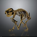 Detailed Animal Skeleton 3D Model Showing Bone Structure And Organ Anatomy