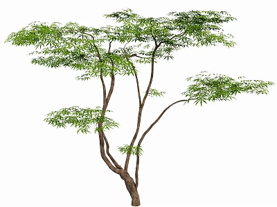 Elegant Deciduous Arbor With Lush Green Foliage Multiple Curved Branches And Natural Growth Form 3d model