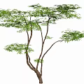 Elegant Deciduous Arbor With Lush Green Foliage Multiple Curved Branches And Natural Growth Form
