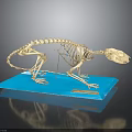 Small Mammal Skeleton Displayed on Blue Base with Dark Background and Detailed Structure 3d model