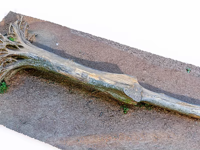 Natural Fallen Arbor Trunk Lying on Soil with Small Green Plants 3d model