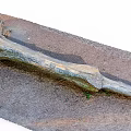Natural Fallen Arbor Trunk Lying on Soil with Small Green Plants