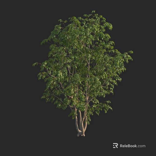 Lush Green Arbor With Multiple Trunks And Dense Foliage In Natural Setting 3d model