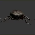 Shiny Dark Beetle With Purple Red Tinted Elytra And Long Antennae On Gray Background