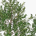 Two Potted Olive Trees With Green Leaves In Woven Baskets