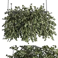 Hanging Basket Plants With Lush Green Leaves Suspended For Indoor Outdoor Decor