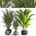 Indoor Potted Plants With Feathery And Broad Leaves In Black Pots For Home Decoration