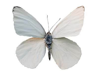 White Butterfly as Flying Animal with Beautiful Clear Wings and Distinctive Detailed Appearance 3d model