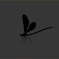 Black Dragonfly With Slender Body And Spread Wings On Gray Background With Soft Light