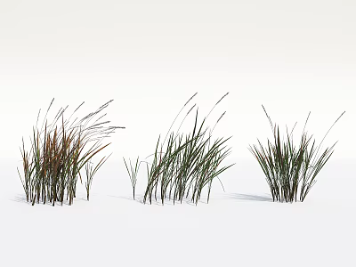 Different Colored Grass Clumps Growing On White Background With Natural Green And Brown Tones 3d model