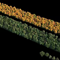 Arbor Trees With Yellow And Green Foliage Arranged In Rows For Landscape Design