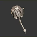 Detailed Avian Skeleton Specimen Mounted on Wooden Display Stand