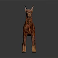 Alert Doberman Standing With Reddish Brown Coat On Dark Gray Reflective Floor