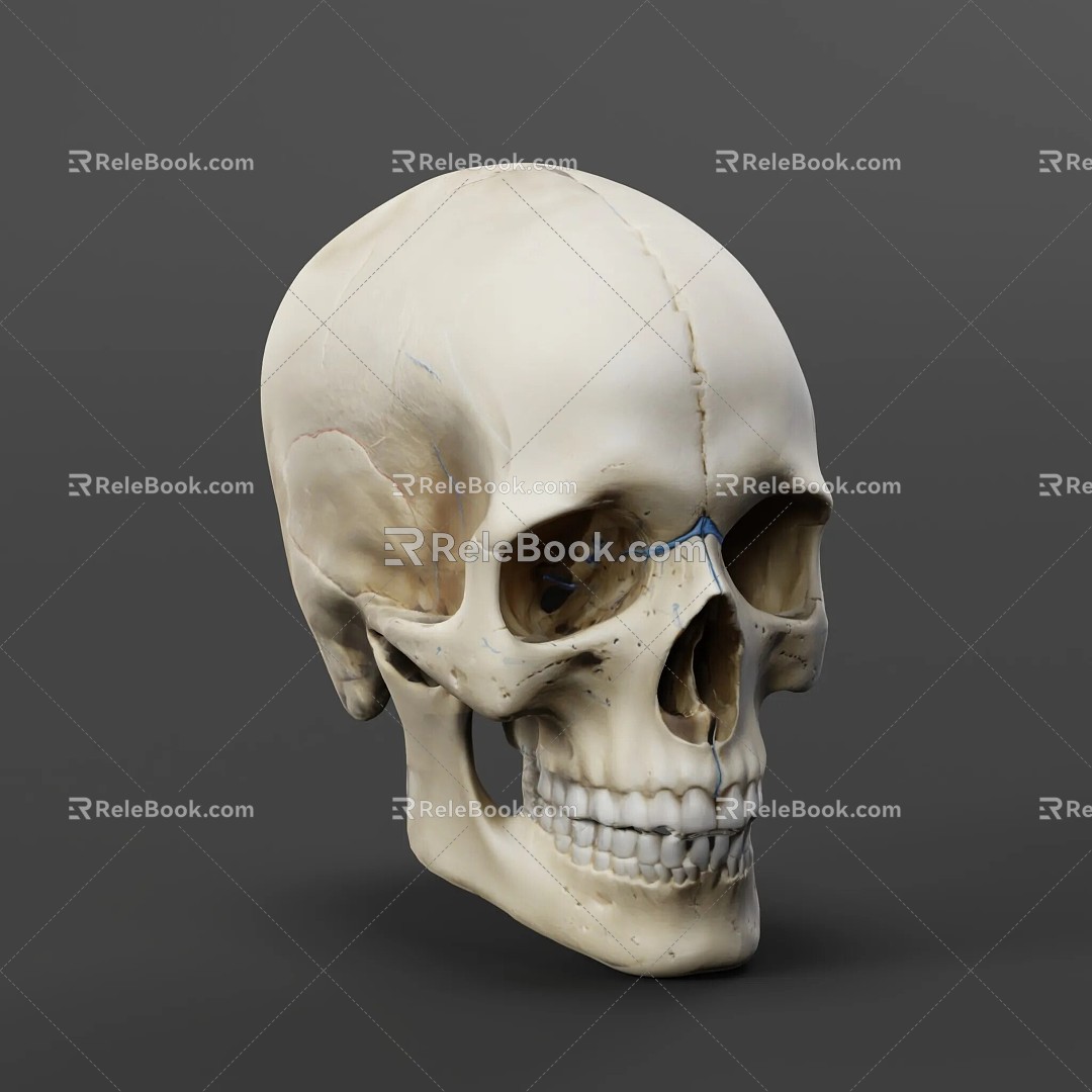 skull human skeleton 3d model