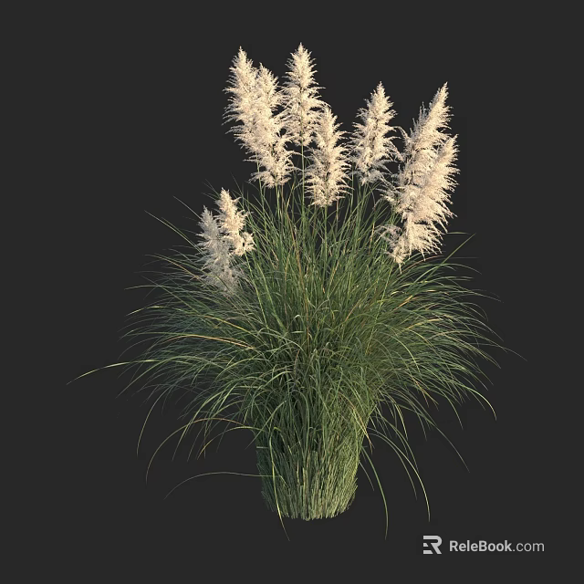 Ornamental Grass With White Feathery Plumes And Long Slender Green Leaves Against Black Background 3d model 