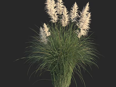 Ornamental Grass With White Feathery Plumes And Long Slender Green Leaves Against Black Background 3d model