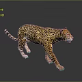 Leopard with yellow and black spotted fur walking on dark background with reflection 3d model