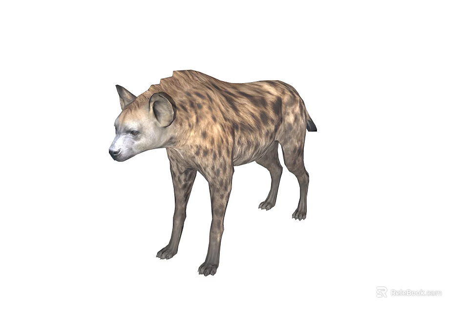 Spotted Hyena With Brown Spotted Coat Standing In Natural Savanna Habitat 3d model 