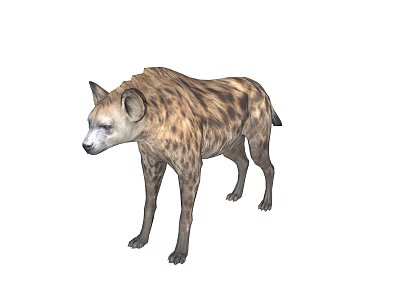 Spotted Hyena With Brown Spotted Coat Standing In Natural Savanna Habitat 3d model