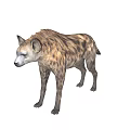 Spotted Hyena With Brown Spotted Coat Standing In Natural Savanna Habitat
