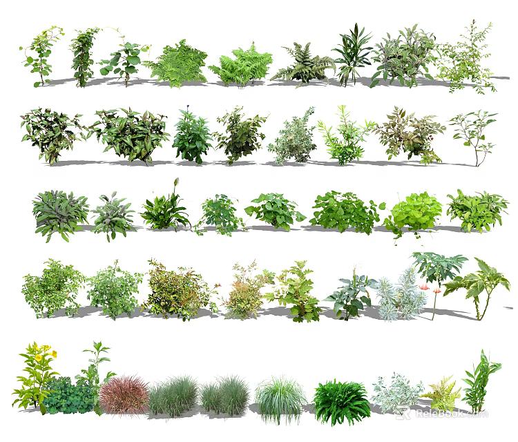 Different Varieties of Ornamental Shrubs for Garden Landscaping and Outdoor Decoration 3d model 