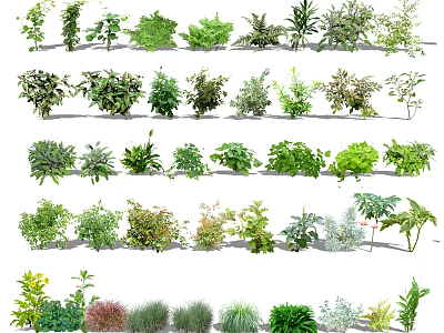 Different Varieties of Ornamental Shrubs for Garden Landscaping and Outdoor Decoration 3d model