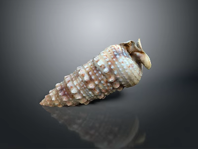 Intricate Spiral Shell Sculpture Carving With Textured Surface And Natural Color Patterns 3d model
