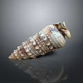 Intricate Spiral Shell Sculpture Carving With Textured Surface And Natural Color Patterns