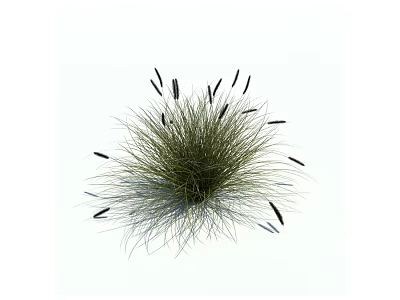 Grass Plant With Slender Leaves And Black Spiky Flower Heads In Clumping Form 3d model